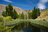 Bannockburn;Central-Otago;N.Z.;New-Zealand;NZ;Otago;Pond;ponds;poplar-trees;poplars;reeds;S.I.;SI;South-Is;South-Island;Sth-Is;summer;tree