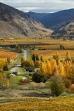 agricultural;agriculture;autuminal;autumn;autumn-colour;autumn-colours;autumnal;Bannockburn;Central-Otago;Central-Otago-Vineyards;color;colors;colour;colours;country;countryside;crop;crops;cultivation;deciduous;fall;farm;farming;farmland;farms;Felton-Rd;Felton-Road;field;fields;gold;golden;grape;grapes;grapevine;horticulture;Kawarau-Gorge;leaf;leaves;Mount-Difficulty;Mt-Difficulty;Mt.-Difficulty;N.Z.;New-Zealand;NZ;Otago;Pisa-Range;poplar;poplar-tree;poplar-trees;poplars;row;rows;rural;S.I.;season;seasonal;seasons;SI;South-Island;Sth-Is;Sth-Is.;tree;trees;vine;vines;vineyard;vineyards;vintage;wine;wineries;winery;wines;yellow