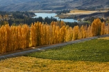 agricultural;agriculture;autuminal;autumn;autumn-colour;autumn-colours;autumnal;Bannockburn;Central-Otago;central-otago-vineyard;central-otago-vineyards;central-otago-wineries;central-otago-winery;color;colors;colour;colours;country;countryside;crop;crops;cultivation;deciduous;fall;farm;farming;farmland;farms;Felton-Rd;Felton-Road;field;fields;gold;golden;grape;grapes;grapevine;horticulture;Kawarau-Arm;Lake-Dunstan;leaf;leaves;Mount-Difficulty-Vineyard;Mount-Difficulty-Vineyards;Mount-Difficulty-Winery;Mount-Difficulty-Wines;Mt-Difficulty-Vineyard;Mt-Difficulty-Vineyards;Mt-Difficulty-Winery;Mt-Difficulty-Wines;Mt.-Difficulty-Vineyard;Mt.-Difficulty-Vineyards;Mt.-Difficulty-Winery;Mt.-Difficulty-Wines;N.Z.;near-Cromwell;New-Zealand;NZ;Otago;poplar;poplar-tree;poplar-trees;poplars;row;rows;rural;S.I.;season;seasonal;seasons;SI;South-Is.;South-Island;Sth-Is;Sth-Is.;tree;trees;vine;vines;vineyard;vineyards;vintage;wine;wineage;wineries;winery;wines;yellow