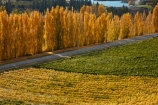 agricultural;agriculture;autuminal;autumn;autumn-colour;autumn-colours;autumnal;Bannockburn;Central-Otago;central-otago-vineyard;central-otago-vineyards;central-otago-wineries;central-otago-winery;color;colors;colour;colours;country;countryside;crop;crops;cultivation;deciduous;fall;farm;farming;farmland;farms;Felton-Rd;Felton-Road;field;fields;gold;golden;grape;grapes;grapevine;horticulture;leaf;leaves;Mount-Difficulty-Vineyard;Mount-Difficulty-Vineyards;Mount-Difficulty-Winery;Mount-Difficulty-Wines;Mt-Difficulty-Vineyard;Mt-Difficulty-Vineyards;Mt-Difficulty-Winery;Mt-Difficulty-Wines;Mt.-Difficulty-Vineyard;Mt.-Difficulty-Vineyards;Mt.-Difficulty-Winery;Mt.-Difficulty-Wines;N.Z.;near-Cromwell;New-Zealand;NZ;Otago;poplar;poplar-tree;poplar-trees;poplars;row;rows;rural;S.I.;season;seasonal;seasons;SI;South-Is.;South-Island;Sth-Is;Sth-Is.;tree;trees;vine;vines;vineyard;vineyards;vintage;wine;wineage;wineries;winery;wines;yellow