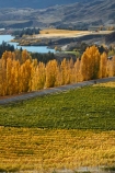 agricultural;agriculture;autuminal;autumn;autumn-colour;autumn-colours;autumnal;Bannockburn;Central-Otago;central-otago-vineyard;central-otago-vineyards;central-otago-wineries;central-otago-winery;color;colors;colour;colours;country;countryside;crop;crops;cultivation;deciduous;fall;farm;farming;farmland;farms;Felton-Rd;Felton-Road;field;fields;gold;golden;grape;grapes;grapevine;horticulture;Kawarau-Arm;Lake-Dunstan;leaf;leaves;Mount-Difficulty-Vineyard;Mount-Difficulty-Vineyards;Mount-Difficulty-Winery;Mount-Difficulty-Wines;Mt-Difficulty-Vineyard;Mt-Difficulty-Vineyards;Mt-Difficulty-Winery;Mt-Difficulty-Wines;Mt.-Difficulty-Vineyard;Mt.-Difficulty-Vineyards;Mt.-Difficulty-Winery;Mt.-Difficulty-Wines;N.Z.;near-Cromwell;New-Zealand;NZ;Otago;poplar;poplar-tree;poplar-trees;poplars;row;rows;rural;S.I.;season;seasonal;seasons;SI;South-Is.;South-Island;Sth-Is;Sth-Is.;tree;trees;vine;vines;vineyard;vineyards;vintage;wine;wineage;wineries;winery;wines;yellow