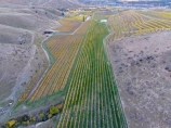 aerial;Aerial-drone;Aerial-drones;aerial-image;aerial-images;aerial-photo;aerial-photograph;aerial-photographs;aerial-photography;aerial-photos;aerial-view;aerial-views;aerials;agricultural;agriculture;autuminal;autumn;autumn-colour;autumn-colours;autumnal;Bannockburn;Central-Otago;Central-Otago-Vineyards;color;colors;colour;colours;country;countryside;crop;crops;cultivation;deciduous;Drone;Drones;emotely-operated-aircraft;fall;farm;farming;farmland;farms;Felton-Rd-Vineyard;Felton-Road-Vineyard;Felton-Road-Wines;field;fields;gold;golden;grape;grapes;grapevine;horticulture;leaf;leaves;N.Z.;New-Zealand;NZ;Otago;Quadcopter;Quadcopters;remote-piloted-aircraft-systems;remotely-piloted-aircraft;remotely-piloted-aircrafts;ROA;row;rows;RPA;RPAS;rural;S.I.;season;seasonal;seasons;SI;South-Is;South-Island;Sth-Is;Sth-Is.;tree;trees;U.A.V.;UA;UAS;UAV;UAVs;Unmanned-aerial-vehicle;unmanned-aircraft;unpiloted-aerial-vehicle;unpiloted-aerial-vehicles;unpiloted-air-system;vine;vines;vineyard;vineyards;vintage;wine;wineries;winery;wines;yellow