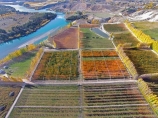 aerial;Aerial-drone;Aerial-drones;aerial-image;aerial-images;aerial-photo;aerial-photograph;aerial-photographs;aerial-photography;aerial-photos;aerial-view;aerial-views;aerials;autuminal;autumn;autumn-colour;autumn-colours;autumnal;Bannockburn;Central-Otago;color;colors;colour;colourful;colours;country;countryside;Cromwell;crop;crops;deciduous;Drone;Drones;fall;farm;farming;farmland;farms;field;fruit;fruit-tree;fruit-trees;gold;golden;horticulture;Kawarau-Arm;lake;Lake-Dunstan;lakes;leaf;leaves;N.Z.;New-Zealand;NZ;orange;orchard;orchards;Otago;pattern;patterns;poplar;poplar-tree;poplar-trees;poplars;Quadcopter;Quadcopters;row;rows;rural;S.I.;season;seasonal;seasons;shape;shapes;SI;South-Is.;South-Island;Sth-Is;Sth-Is.;tree;trees;U.A.V.;UAV;UAVs;Unmanned-aerial-vehicle;water;yellow