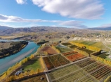 aerial;Aerial-drone;Aerial-drones;aerial-image;aerial-images;aerial-photo;aerial-photograph;aerial-photographs;aerial-photography;aerial-photos;aerial-view;aerial-views;aerials;autuminal;autumn;autumn-colour;autumn-colours;autumnal;Bannockburn;Central-Otago;color;colors;colour;colourful;colours;country;countryside;Cromwell;crop;crops;deciduous;Drone;Drones;fall;farm;farming;farmland;farms;field;fruit;fruit-tree;fruit-trees;gold;golden;horticulture;Kawarau-Arm;lake;Lake-Dunstan;lakes;leaf;leaves;N.Z.;New-Zealand;NZ;orange;orchard;orchards;Otago;pattern;patterns;poplar;poplar-tree;poplar-trees;poplars;Quadcopter;Quadcopters;row;rows;rural;S.I.;season;seasonal;seasons;shape;shapes;SI;South-Is.;South-Island;Sth-Is;Sth-Is.;tree;trees;U.A.V.;UAV;UAVs;Unmanned-aerial-vehicle;water;yellow