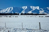 agricultural;agriculture;animal;animals;Aotearoa;Central-Otago;cold;Coldness;country;countryside;domestic-stock;ewes;Exterior;extreme-weather;farm;farm-animals;farming;farmland;farms;fence;fence-line;fence-lines;fence_line;fence_lines;fenceline;fencelines;fences;field;fields;flock;flocks;freeze;freezing;Hawkdun-Ra;Hawkdun-Range;herd;herds;high-country;hill;hills;Ida-Ra;Ida-Range;Ida-Valley;Idaburn;Landscape;Landscapes;livestock;mammal;mammals;Maniototo;meadow;meadows;mob;mobs;Mount-Ida;mountain;mountains;Mt-Ida;Mt.-Ida;N.Z.;natural;Nature;New-Zealand;NZ;Otago;Oturehua;outdoor;outdoors;Outside;paddock;paddocks;pasture;pastures;rural;S.I.;Scenic;Scenics;Season;Seasons;sheep;SI;snow;snowfall;snowy;snowy-hills;snowy-mountains;South-Is;South-Is.;South-Island;Sth-Is;stock;weather;white;winter;Wintertime;wintery;wintry