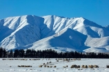 agricultural;agriculture;animal;animals;Aotearoa;Central-Otago;cold;Coldness;country;countryside;domestic-stock;ewes;Exterior;extreme-weather;farm;farm-animals;farming;farmland;farms;field;fields;flock;flocks;freeze;freezing;Hawkdun-Ra;Hawkdun-Range;herd;herds;high-country;hill;hills;Ida-Ra;Ida-Range;Ida-Valley;Idaburn;Landscape;Landscapes;livestock;mammal;mammals;Maniototo;meadow;meadows;mob;mobs;Mount-Ida;mountain;mountains;Mt-Ida;Mt.-Ida;N.Z.;natural;Nature;New-Zealand;NZ;Otago;Oturehua;Outdoor;Outdoors;Outside;paddock;paddocks;pasture;pastures;rural;S.I.;Scenic;Scenics;Season;Seasons;sheep;SI;snow;snowfall;snowy;snowy-hills;snowy-mountains;South-Is;South-Is.;South-Island;Sth-Is;stock;weather;white;winter;Wintertime;wintery;wintry