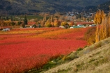 autuminal;autumn;autumn-colour;autumn-colours;autumnal;Central-Otago;color;colors;colour;colours;country;countryside;crop;crops;deciduous;fall;farm;farming;farmland;farms;field;fruit;fruit-tree;fruit-trees;gold;golden;horticulture;leaf;leaves;N.Z.;New-Zealand;NZ;orange;orchard;orchards;Otago;poplar;poplar-tree;poplar-trees;poplars;row;rows;Roxburgh;rural;S.I.;season;seasonal;seasons;SI;South-Is;South-Island;Sth-Is;tree;trees;yellow