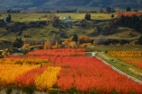 autuminal;autumn;autumn-colour;autumn-colours;autumnal;Central-Otago;color;colors;colour;colours;country;countryside;crop;crops;deciduous;fall;farm;farming;farmland;farms;field;fruit;fruit-tree;fruit-trees;gold;golden;horticulture;leaf;leaves;N.Z.;New-Zealand;NZ;orange;orchard;orchards;Otago;row;rows;Roxburgh;rural;S.I.;season;seasonal;seasons;SI;South-Is;South-Island;Sth-Is;tree;trees;yellow