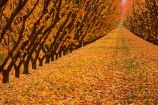 autuminal;autumn;autumn-colour;autumn-colours;autumnal;Central-Otago;color;colors;colour;colours;country;countryside;Cromwell;crop;crops;deciduous;fall;farm;farming;farmland;farms;field;fruit;fruit-tree;fruit-trees;gold;golden;horticulture;leaf;leaves;N.Z.;New-Zealand;NZ;orange;orchard;orchards;Otago;row;rows;rural;S.I.;season;seasonal;seasons;SI;South-Is;South-Island;Sth-Is;tree;trees;yellow