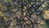 aerial;Aerial-drone;Aerial-drones;aerial-image;aerial-images;aerial-photo;aerial-photograph;aerial-photographs;aerial-photography;aerial-photos;aerial-view;aerial-views;aerials;autuminal;autumn;autumn-colour;autumn-colours;autumnal;Central-Otago;color;colors;colour;colours;deciduous;Drone;Drones;fall;forest;forests;gold;golden;leaf;leaves;Manuka-Gorge;N.Z.;New-Zealand;NZ;Otago;Quadcopter-aerial;Quadcopters-aerials;road;road-trip;roads;S.I.;season;seasonal;seasons;SH8;SI;South-Is;South-Island;Sth-Is;sycamore-tree;sycamore-trees;tree;trees;U.A.V.-aerial;UAV-aerials;yellow