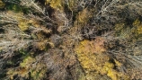 aerial;Aerial-drone;Aerial-drones;aerial-image;aerial-images;aerial-photo;aerial-photograph;aerial-photographs;aerial-photography;aerial-photos;aerial-view;aerial-views;aerials;autuminal;autumn;autumn-colour;autumn-colours;autumnal;Central-Otago;color;colors;colour;colours;deciduous;Drone;Drones;fall;forest;forests;gold;golden;leaf;leaves;Manuka-Gorge;N.Z.;New-Zealand;NZ;Otago;Quadcopter-aerial;Quadcopters-aerials;road;road-trip;roads;S.I.;season;seasonal;seasons;SH8;SI;South-Is;South-Island;Sth-Is;sycamore-tree;sycamore-trees;tree;trees;U.A.V.-aerial;UAV-aerials;yellow