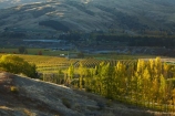 autuminal;autumn;autumn-colour;autumn-colours;autumnal;Bannockburn;Central-Otago;central-otago-vineyard;central-otago-vineyards;central-otago-wineries;central-otago-winery;color;colors;colour;colours;country;countryside;Cromwell;deciduous;fall;Felton-Rd;Felton-Road;field;fields;gold;golden;grape;grapes;grapevine;horticulture;leaf;leaves;N.Z.;New-Zealand;NZ;Otago;Pisa-Mountain;Pisa-Ra;Pisa-Range;poplar;poplar-tree;poplar-trees;poplars;rural;S.I.;season;seasonal;seasons;SI;South-Is;south-island;tree;trees;vine;vines;vineyard;vineyards;vintage;wine;wineries;winery;wines;yellow