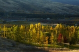 autuminal;autumn;autumn-colour;autumn-colours;autumnal;Bannockburn;Central-Otago;central-otago-vineyard;central-otago-vineyards;central-otago-wineries;central-otago-winery;color;colors;colour;colours;country;countryside;Cromwell;deciduous;fall;Felton-Rd;Felton-Road;field;fields;gold;golden;grape;grapes;grapevine;horticulture;leaf;leaves;N.Z.;New-Zealand;NZ;Otago;Pisa-Mountain;Pisa-Ra;Pisa-Range;poplar;poplar-tree;poplar-trees;poplars;rural;S.I.;season;seasonal;seasons;SI;South-Is;south-island;tree;trees;vine;vines;vineyard;vineyards;vintage;wine;wineries;winery;wines;yellow