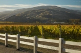 agricultural;agriculture;autuminal;autumn;autumn-colour;autumn-colours;autumnal;Bannockburn;Central-Otago;central-otago-vineyard;central-otago-vineyards;central-otago-wineries;central-otago-winery;color;colors;colour;colours;country;countryside;Cromwell;crop;crops;cultivation;deciduous;fall;farm;farming;farmland;farms;Felton-Rd;Felton-Road;fence;fences;field;fields;gold;golden;grape;grapes;grapevine;horticulture;leaf;leaves;N.Z.;New-Zealand;NZ;Otago;Pisa-Mountain;Pisa-Ra;Pisa-Range;post-and-rail;post-and-rail-fence;row;rows;rural;S.I.;season;seasonal;seasons;SI;South-Is;South-Is.;south-island;Sth-Is;Sth-Is.;tree;trees;vine;vines;vineyard;vineyards;vintage;wine;wineage;wineries;winery;wines;yellow