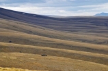back-country;backcountry;Central-Otago;Garvie-Mountains;high-altitude;high-country;highcountry;highlands;N.Z.;New-Zealand;NZ;Old-Woman-Range;Otago;remote;remoteness;S.I.;SI;South-Island;tussock;tussock-grass;tussocks;uplands