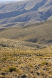 back-country;backcountry;Carrick-Range;Central-Otago;high-altitude;high-country;highcountry;highlands;N.Z.;New-Zealand;NZ;Otago;remote;remoteness;S.I.;SI;South-Island;tussock;tussock-grass;tussocks;uplands