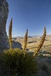 Aciphylla-aurea;alpine;back-country;backcountry;Carrick-Range;Central-Otago;clump;flower;flower-spikes;flowers;geological;geology;golden;Golden-Speargrass;high-altitude;high-country;highcountry;highlands;mountains;N.Z.;native;native-flower;native-flowers;native-plant;New-Zealand;NZ;Otago;range;ranges;remote;remoteness;rock;rock-formation;rock-formations;rock-outcrop;rock-outcrops;rock-tor;rock-torr;rock-torrs;rock-tors;rocks;S.I.;schist;SI;South-Island;spike;spikes;stone;uplands;yellow