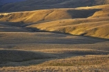 back-country;backcountry;Carrick-Range;Central-Otago;high-altitude;high-country;highcountry;highlands;N.Z.;Nevis-Valley;New-Zealand;NZ;Otago;remote;remoteness;S.I.;SI;South-Island;tussock;tussock-grass;tussocks;uplands