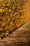 autuminal;autumn;autumn-colour;autumn-colours;autumnal;Central-Otago;color;colors;colour;colours;country;countryside;Cromwell;crop;crops;deciduous;fall;farm;farming;farmland;farms;field;fruit;fruit-tree;fruit-trees;golden;horticulture;leaf;leaves;N.Z.;New-Zealand;NZ;orchard;orchards;Otago;row;rows;rural;S.I.;season;seasonal;seasons;SI;South-Island;tree;trees;yellow