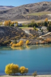 autuminal;autumn;autumn-colour;autumn-colours;autumnal;Bannockburn;Bannockburn-Inlet;Cairnmuir-Mountains;Cairnmuir-Vineyard;Carrick-Winery;Central-Otago;central-otago-vineyard;central-otago-vineyards;central-otago-wineries;central-otago-winery;color;colors;colour;colours;country;countryside;deciduous;fall;fields;Lake-Dunstan;leaf;leaves;N.Z.;new-zealand;NZ;rural;S.I.;season;seasonal;seasons;SI;south-island;tree;trees;vineyard;vineyards;vintage;wineage;wineries;winery;wines