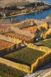 aerial;aerial-photo;aerial-photograph;aerial-photographs;aerial-photography;aerial-photos;aerial-view;aerial-views;aerials;autuminal;autumn;autumn-colour;autumn-colours;autumnal;Bannockburn;Central-Otago;color;colors;colour;colours;country;countryside;Cromwell;crop;crops;deciduous;fall;farm;farming;farmland;farms;field;fruit;fruit-tree;fruit-trees;horticulture;hydro-lake;hydro-lakes;lake;Lake-Dunstan;lakes;N.Z.;New-Zealand;NZ;orange;orchard;orchards;Otago;pattern;patterns;poplar;poplar-tree;poplar-trees;poplars;row;rows;rural;S.I.;season;seasonal;seasons;shape;shapes;SI;South-Is.;South-Island;tree;trees;water