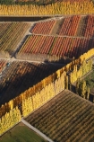 aerial;aerial-photo;aerial-photograph;aerial-photographs;aerial-photography;aerial-photos;aerial-view;aerial-views;aerials;autuminal;autumn;autumn-colour;autumn-colours;autumnal;Central-Otago;color;colors;colour;colours;country;countryside;Cromwell;crop;crops;deciduous;fall;farm;farming;farmland;farms;field;fruit;fruit-tree;fruit-trees;horticulture;N.Z.;New-Zealand;NZ;orange;Orchard;orchards;Otago;pattern;patterns;poplar;poplar-tree;Poplar-Trees;poplars;Ripponvale;row;rows;rural;S.I.;season;seasonal;seasons;shape;shapes;SI;South-Is.;South-Island;tree;trees