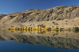 autuminal;autumn;autumn-colour;autumn-colours;autumnal;calm;Central-Otago;color;colors;colour;colours;Cromwell-Gorge;deciduous;Dunstan-Mountains;fall;lake;Lake-Dunstan;lakes;N.Z.;New-Zealand;NZ;Otago;placid;quiet;reflection;reflections;S.I.;season;seasonal;seasons;serene;SI;smooth;South-Is.;South-Island;State-Highway-8;State-Highway-Eight;still;tranquil;tree;trees;water