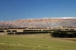 agricultural;agriculture;Central-Otago;Central-Otago-peneplain;country;countryside;farm;farming;farmland;farms;field;fields;Maniototo;meadow;meadows;N.Z.;New-Zealand;NZ;Otago-peneplain;paddock;paddocks;pasture;pastures;rural;S.I.;SI;South-Is.;South-Island;Taieri-Scroll-Plain;uiplands;upland