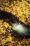 brook;brooks;color;colors;colour;colours;creek;creeks;fall;leaves;rapid;rapids;rock;rocks;streams;water;yellow