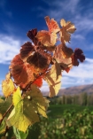 color;colour;crop;crops;cultivation;fall;farm;farming;farms;field;fields;grape;grapes;grapevine;horticulture;orange;red;rural;vine;vines;vineyard;vineyards;vintage;wine;wineries;winery;wines;yellow