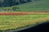 autumn;carrick;color;colors;colour;colours;crop;crops;cultivation;fall;farm;farming;farms;field;fields;grape;grapes;grapevine;green;horticulture;red;row;rows;rural;vine;vines;vineyard;vineyards;vintage;wine;wineries;winery;wines