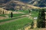 crop;crops;cultivation;farm;farming;farms;field;fields;grape;grapes;grapevine;horticulture;poplar;poplar-tree;poplar-trees;poplars;row;rows;rural;tree;trees;vine;vines;vineyard;vineyards;vintage;wine;wineries;winery;wines