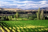 color;colors;colour;colours;crop;crops;cultivation;farm;farming;farms;field;fields;grape;grapes;grapevine;green;horticulture;poplar;poplars;row;rows;rural;tree;trees;vine;vines;vineyard;vineyards;vintage;wine;wineries;winery;wines;yellow