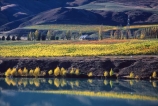 autumn;carrick;color;colors;colour;colours;crop;crops;cultivation;fall;farm;farming;farms;field;fields;grape;grapes;grapevine;horticulture;lakes;poplar;poplars;row;rows;rural;vine;vines;vineyard;vineyards;vintage;willow;willows;wine;wineries;winery;wines;yellow