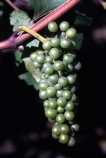 crop;crops;cultivation;grape;grapes;grapevine;green-grapes;harvest;horticulture;rural;vine;vines;vineyard;vineyards;vintage;wine;wineries;winery;wines