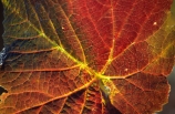 color;colors;colour;colours;crop;crops;cultivation;fall;farm;farming;farms;field;fields;grape;grapes;grapevine;horticulture;red;rural;vine;vines;vineyard;vineyards;vintage;wine;wineries;winery;wines;yellow