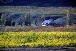 autumn;carrick;color;colors;colour;colours;crop;crops;cultivation;fall;farm;farming;farms;field;fields;grape;grapes;grapevine;horticulture;row;rows;rural;vine;vines;vineyard;vineyards;vintage;wine;wineries;winery;wines;yellow