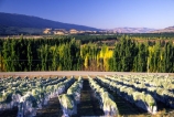 color;colors;colour;colours;crop;crops;cultivation;farm;farming;farms;field;fields;grape;grapes;grapevine;green;horticulture;net;nets;netting;row;rows;rural;vine;vines;vineyard;vineyards;vintage;wine;wineries;winery;wines;yellow