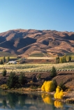 autumn;carrick;color;colors;colour;colours;crop;crops;cultivation;fall;farm;farming;farms;field;fields;grape;grapes;grapevine;horticulture;lakes;poplar;poplars;rural;vine;vines;vineyard;vineyards;vintage;willow;willows;wine;wineries;winery;wines;yellow