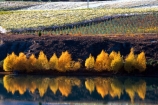 autumn;carrick;color;colors;colour;colours;crop;crops;cultivation;fall;farm;farming;farms;field;fields;grape;grapes;grapevine;horticulture;lakes;poplar;poplars;row;rows;rural;vine;vines;vineyard;vineyards;vintage;willow;willows;wine;wineries;winery;wines;yellow