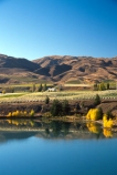 autumn;carrick;color;colors;colour;colours;crop;crops;cultivation;fall;farm;farming;farms;field;fields;grape;grapes;grapevine;horticulture;lakes;poplar;poplars;row;rows;rural;vine;vines;vineyard;vineyards;vintage;willow;willows;wine;wineries;winery;wines;yellow