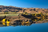 autumn;carrick;color;colors;colour;colours;crop;crops;cultivation;fall;farm;farming;farms;field;fields;grape;grapes;grapevine;horticulture;lakes;poplar;poplars;reflection;row;rows;rural;vine;vines;vineyard;vineyards;vintage;willow;willows;wine;wineries;winery;wines;yellow
