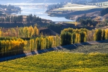 autumn;color;colors;colours;crop;crops;cultivation;fall;farm;farming;farms;field;fields;grape;grapes;grapevine;horticulture;leaf;leaves;poplar;poplar-tree;poplar-trees;poplars;rural;tree;trees;vine;vines;vineyard;vineyards;vintage;wine;wineries;winery;wines;yellow
