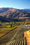 crop;crops;cultivation;farm;farming;farms;field;fields;grape;grapes;grapevine;horticulture;poplar;poplar-tree;poplar-trees;poplars;row;rows;rural;tree;trees;vine;vines;vineyard;vineyards;vintage;wine;wineries;winery;wines