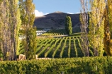 agricultural;agriculture;autumn;Bannockburn;Central-Otago;country;countryside;crop;crops;cultivation;fall;farm;farming;farmland;farms;Felton-Road-Vineyard;field;fields;grape;grapes;grapevine;horticulture;New-Zealand;poplar;poplar-tree;poplar-trees;poplars;row;rows;rural;season;seasonal;seasons;South-Island;tree;trees;vine;vines;vineyard;vineyards;vintage;wine;wineries;winery;wines