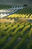 agricultural;agriculture;autumn;Bannockburn;Central-Otago;country;countryside;crop;crops;cultivation;fall;farm;farming;farmland;farms;Felton-Road-Vineyard;field;fields;grape;grapes;grapevine;horticulture;New-Zealand;row;rows;rural;season;seasonal;seasons;South-Island;vine;vines;vineyard;vineyards;vintage;wine;wineries;winery;wines