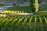 agricultural;agriculture;autumn;Bannockburn;Central-Otago;country;countryside;crop;crops;cultivation;fall;farm;farming;farmland;farms;Felton-Road-Vineyard;field;fields;grape;grapes;grapevine;horticulture;New-Zealand;poplar;poplar-tree;poplar-trees;poplars;row;rows;rural;season;seasonal;seasons;South-Island;tree;trees;vine;vines;vineyard;vineyards;vintage;wine;wineries;winery;wines