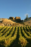 agricultural;agriculture;autumn;Bannockburn;bannockburn-tailings;Central-Otago;country;countryside;crop;crops;cultivation;fall;farm;farming;farmland;farms;field;fields;gold-fields;gold-rush;gold-tailings;gold-workings;grape;grapes;grapevine;historic;historical;horticulture;Mt-Difficulty-Vineyard;New-Zealand;row;rows;rural;season;seasonal;seasons;sluicing;sluicings;South-Island;tailings;vine;vines;vineyard;vineyards;vintage;wine;wineries;winery;wines