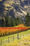 agricultural;agriculture;autuminal;autumn;autumnal;bird-nets;bird-netting;Central-Otago;central-otago-vineyard;central-otago-vineyards;central-otago-wineries;central-otago-winery;color;colors;colour;colours;country;countryside;cromwell;crop;crops;cultivation;deciduous;fall;farm;farming;farmland;farms;field;fields;gold;golden;grape;grapes;grapevine;horticulture;kawarau-gorge;leaf;leaves;New-Zealand;orange;row;rows;rural;south-island;tree;trees;vine;vines;vineyard;vineyards;vintage;wine;wineries;winery;wines;yellow