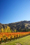 agricultural;agriculture;autuminal;autumn;autumnal;bird-nets;bird-netting;Central-Otago;central-otago-vineyard;central-otago-vineyards;central-otago-wineries;central-otago-winery;color;colors;colour;colours;country;countryside;cromwell;crop;crops;cultivation;deciduous;fall;farm;farming;farmland;farms;field;fields;gold;golden;grape;grapes;grapevine;horticulture;kawarau-gorge;leaf;leaves;New-Zealand;orange;poplar;poplar-tree;poplar-trees;poplars;row;rows;rural;south-island;tree;trees;vine;vines;vineyard;vineyards;vintage;wine;wineries;winery;wines;yellow